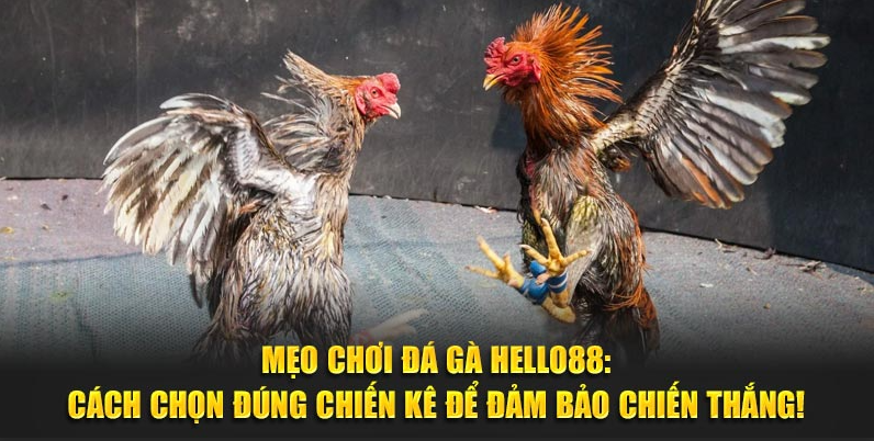 meo-choi-da-ga-hello88-danh-dau-trung-do-thang-lon-khong-phai-mo-167